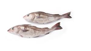 Image result for Melanogrammus aeglefinus