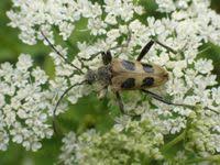 Attēlu rezultāti vaicājumam “Pachyta quadrimaculata”