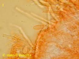 Attēlu rezultāti vaicājumam “Antrodia albida”