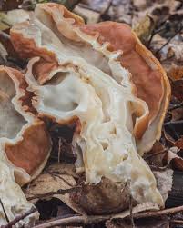 Attēlu rezultāti vaicājumam “Gyromitra”