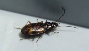 Attēlu rezultāti vaicājumam “Bembidion sp.”