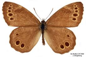 Attēlu rezultāti vaicājumam “Lopinga achine upperside”