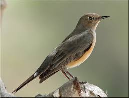 Image result for Irania gutturalis