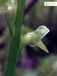 Attēlu rezultāti vaicājumam “Hammarbya paludosa flower”