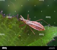 Attēlu rezultāti vaicājumam “Nabis limbatus”