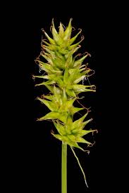 Attēlu rezultāti vaicājumam “Carex spicata”