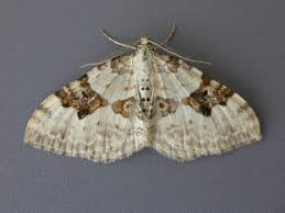 Attēlu rezultāti vaicājumam “Xanthorhoe montanata”