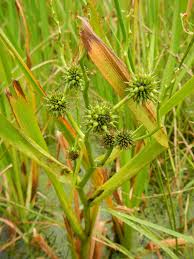 Attēlu rezultāti vaicājumam “Sparganium erectum aggr. leaf”