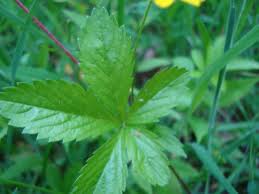 Attēlu rezultāti vaicājumam “Potentilla reptans leaf”