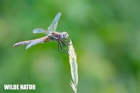 Attēlu rezultāti vaicājumam “Sympetrum”