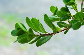 Attēlu rezultāti vaicājumam “Arctostaphylos uva-ursi”