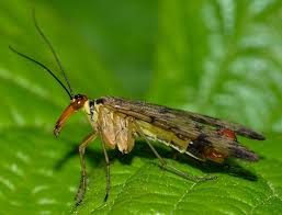 Attēlu rezultāti vaicājumam “Panorpa communis imago”