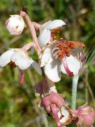 Attēlu rezultāti vaicājumam “Pyrola rotundifolia fruit”