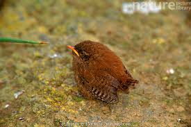 Attēlu rezultāti vaicājumam “Troglodytes troglodytes”