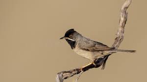 Image result for Sylvia rueppelli