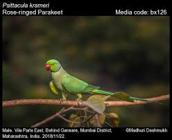 Image result for Psittacula krameri