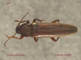 Attēlu rezultāti vaicājumam “Melandryidae”