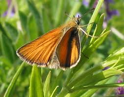Attēlu rezultāti vaicājumam “Thymelicus lineola”