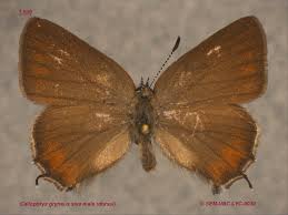 Attēlu rezultāti vaicājumam “Lycaeniinae”