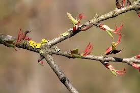 Attēlu rezultāti vaicājumam “Cercidiphyllum japonicum flower”