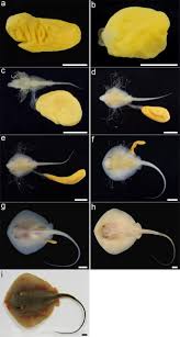 Image result for Megatrygon microps