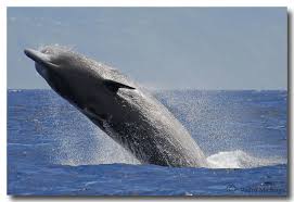 Image result for Hyperoodon ampullatus