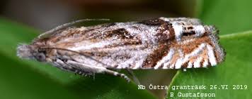 Attēlu rezultāti vaicājumam “Eucosma aspidiscana”