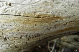 Attēlu rezultāti vaicājumam “Microcalicium disseminatum”