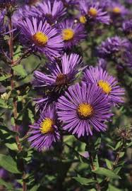 Attēlu rezultāti vaicājumam “Symphyotrichum novae-angliae flower”