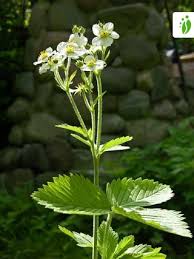 Attēlu rezultāti vaicājumam “Fragaria moschata”