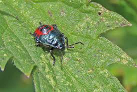 Attēlu rezultāti vaicājumam “Zicrona caerulea nymph”