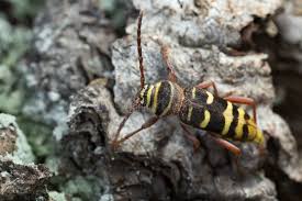 Attēlu rezultāti vaicājumam “Plagionotus detritus”