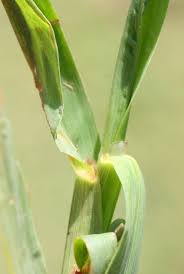 Attēlu rezultāti vaicājumam “Digitaria ischaemum leaf”