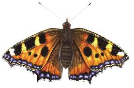 Image result for Small Tortoiseshell