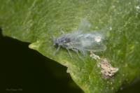 Attēlu rezultāti vaicājumam “Prociphilus xylostei”