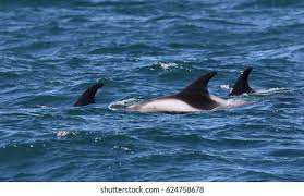 Image result for Lagenorhynchus albirostris