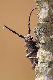 Attēlu rezultāti vaicājumam “Lamia textor”