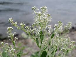 Attēlu rezultāti vaicājumam “Lepidium latifolium”