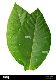 Attēlu rezultāti vaicājumam “Nicotiana tabacum leaf”