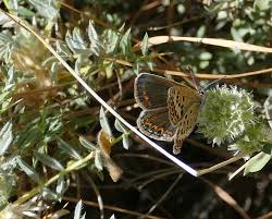 Attēlu rezultāti vaicājumam “Plebejus argus female”