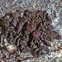 Attēlu rezultāti vaicājumam “Collema”