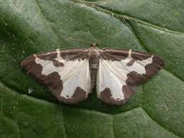 Attēlu rezultāti vaicājumam “Lomaspilis marginata”