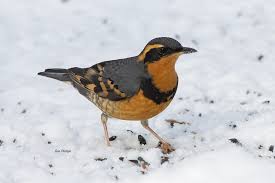 Image result for Ixoreus naevius