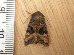 Attēlu rezultāti vaicājumam “Euplexia lucipara”