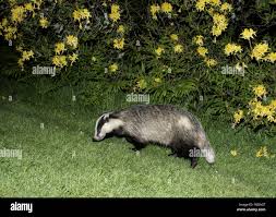 Attēlu rezultāti vaicājumam “Meles meles adult”