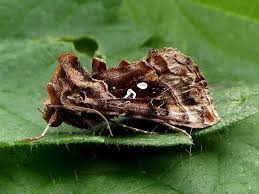 Attēlu rezultāti vaicājumam “Autographa pulchrina”