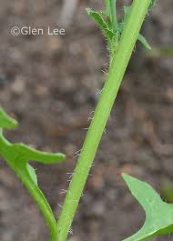 Attēlu rezultāti vaicājumam “Sisymbrium loeselii leaf”