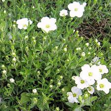 Attēlu rezultāti vaicājumam “Arenaria procera bud”