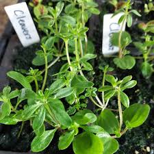 Attēlu rezultāti vaicājumam “Galium aparine”