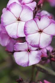 Image result for Phlox paniculata `Sweet Summer`
